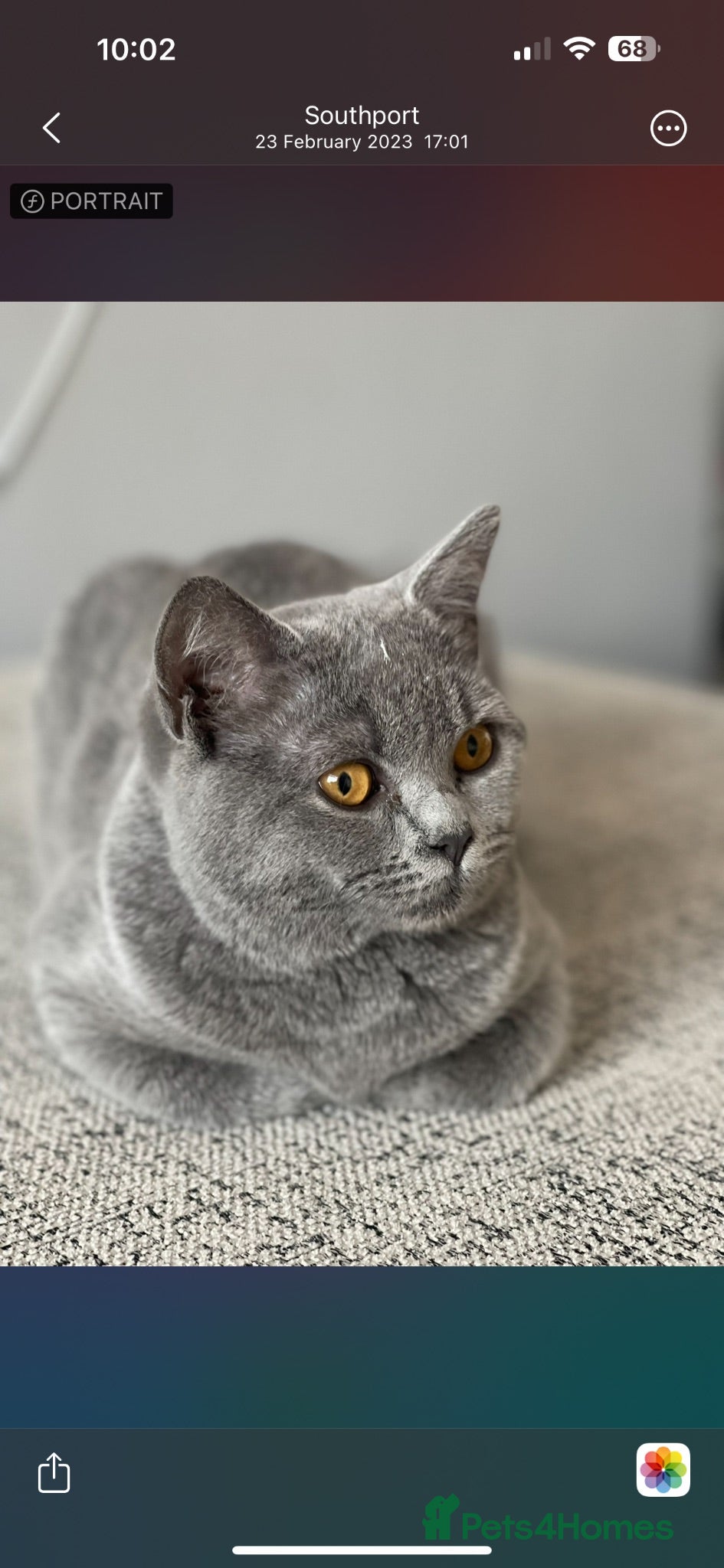 British Shorthair cats British blue  - Advert 17