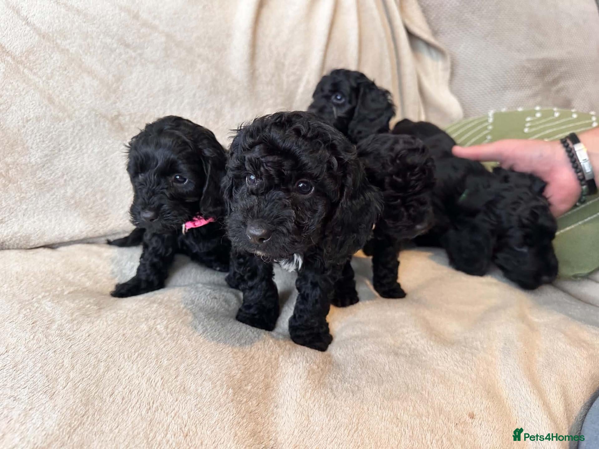 Cockapoo dogs Beautiful litter of f2 Cockapoo's - Advert 1
