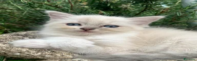 Ragdoll 2