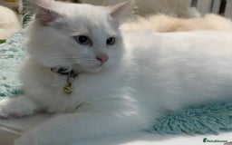 Ragdoll cats for sale: Blue mitted and bicolour ragdolls - Image 39