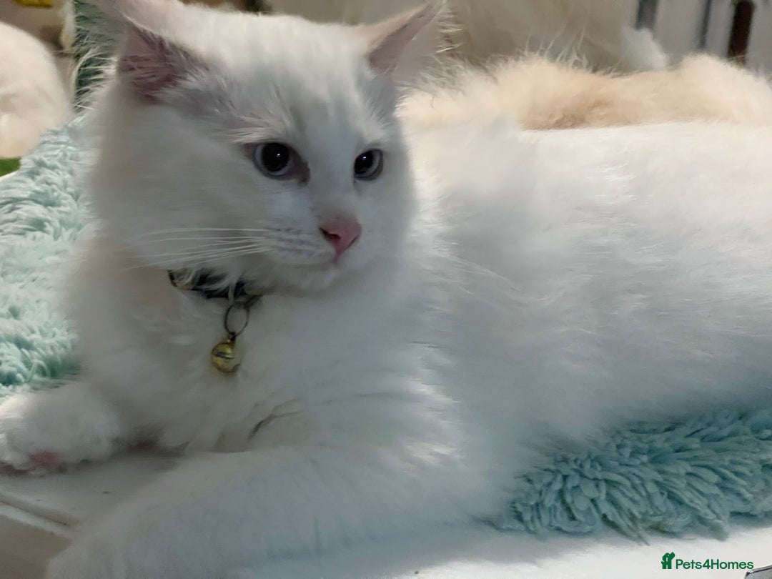 Ragdoll cats for sale: Blue mitted and bicolour ragdolls - Image 39