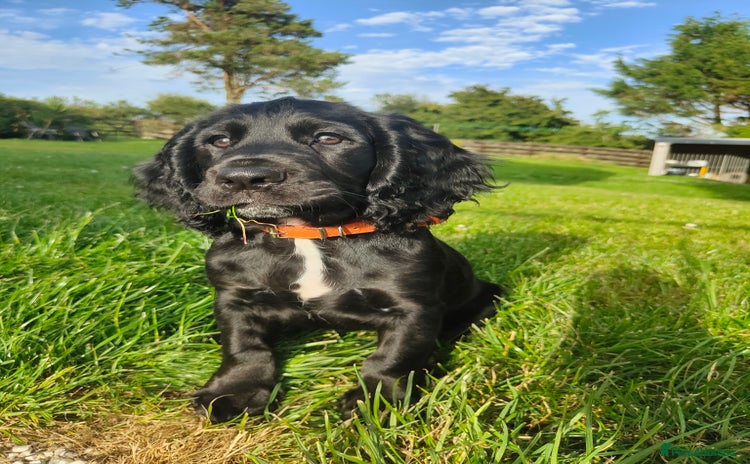 Cocker Spaniel dogs - Advert 8