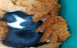 Basenji dogs for sale: Basenji pups  - Advert 6