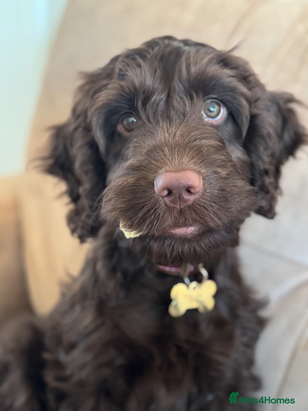 Cockapoo dogs for sale: Beautiful girl cockapoo - Advert 1