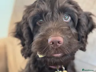 Cockapoo dogs Beautiful girl cockapoo - Advert 2