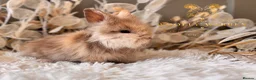 Lionhead rabbits for sale: Beautiful Fully Vaccinated Lionheads! - Advert 21