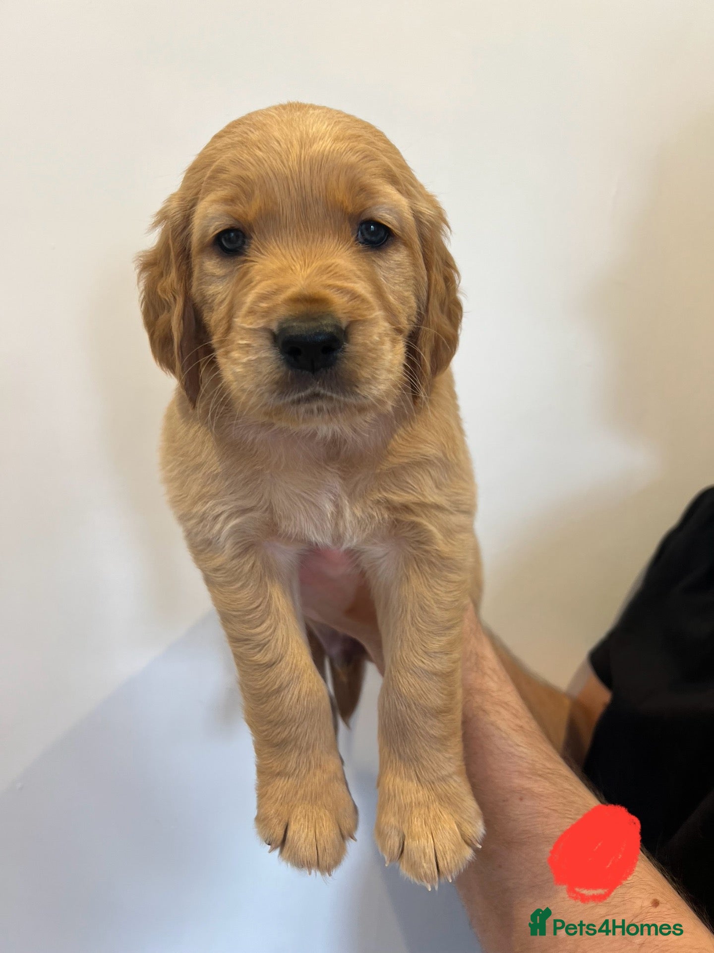 Golden Retriever dogs ✨EXCEPTIONAL KC GOLDEN RETRIEVER PUPPIES✨ - Advert 6