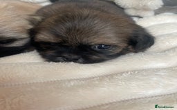 Shih Tzu dogs for sale: KC Shihtzu pups  - Image 10