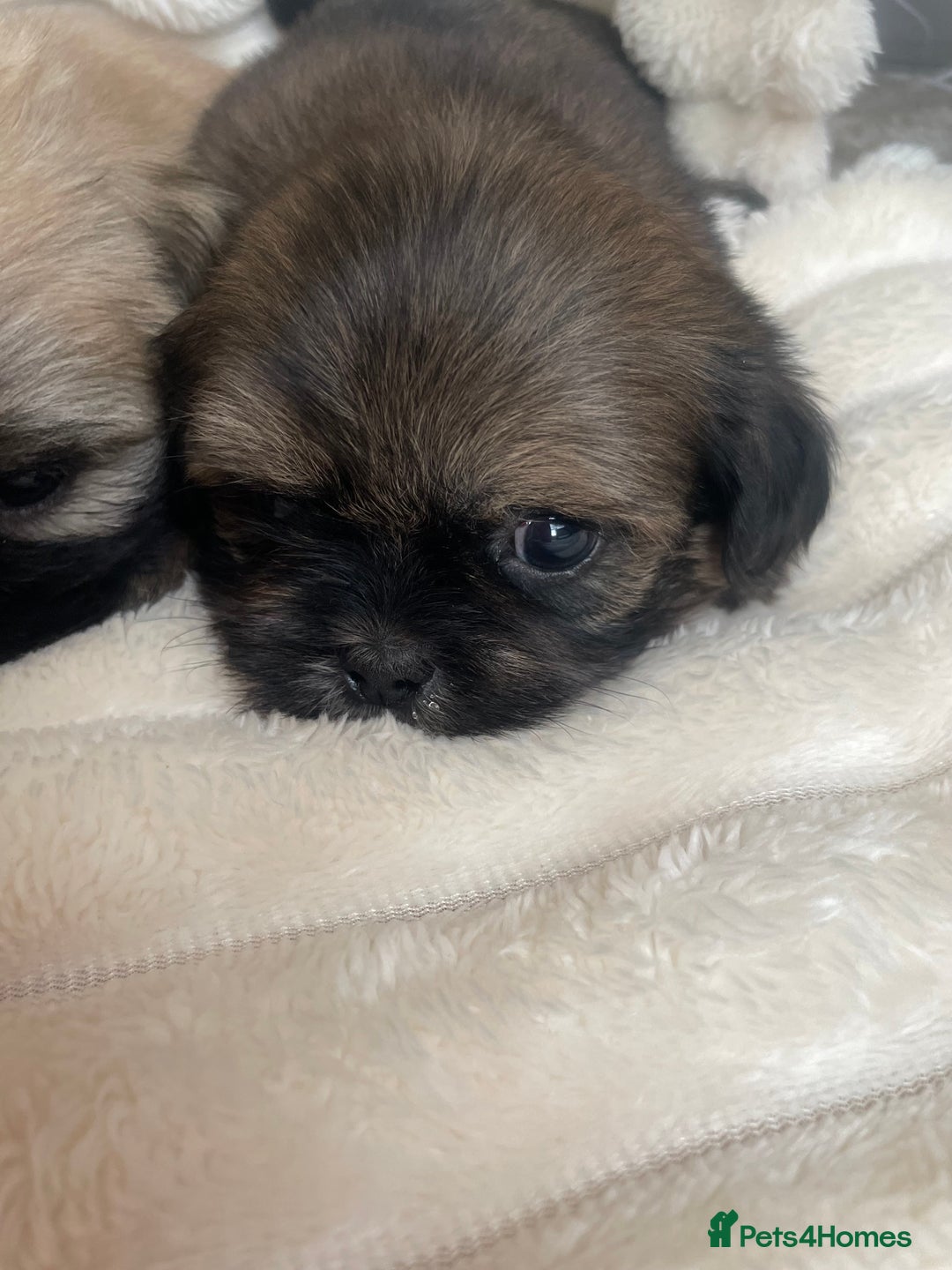 Shih Tzu dogs for sale: KC Shihtzu pups  - Image 10