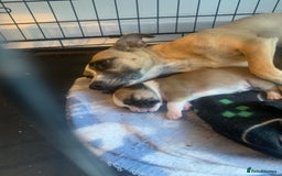 Jug dogs for sale: Beautiful litter of jack russle x jug - Image 24