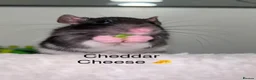 Rat rodents for sale: Beautiful baby rats  - Advert 24