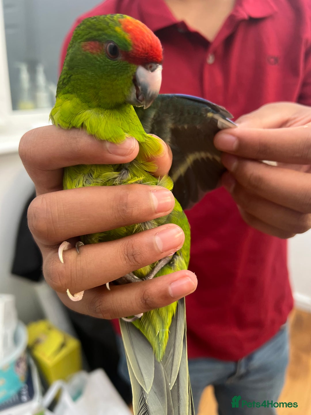 Parrots birds for sale: Semi-tamed kakariki  - Image 4