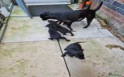 Patterdale Terrier dogs for sale: Patterdale Puppies - Advert 3