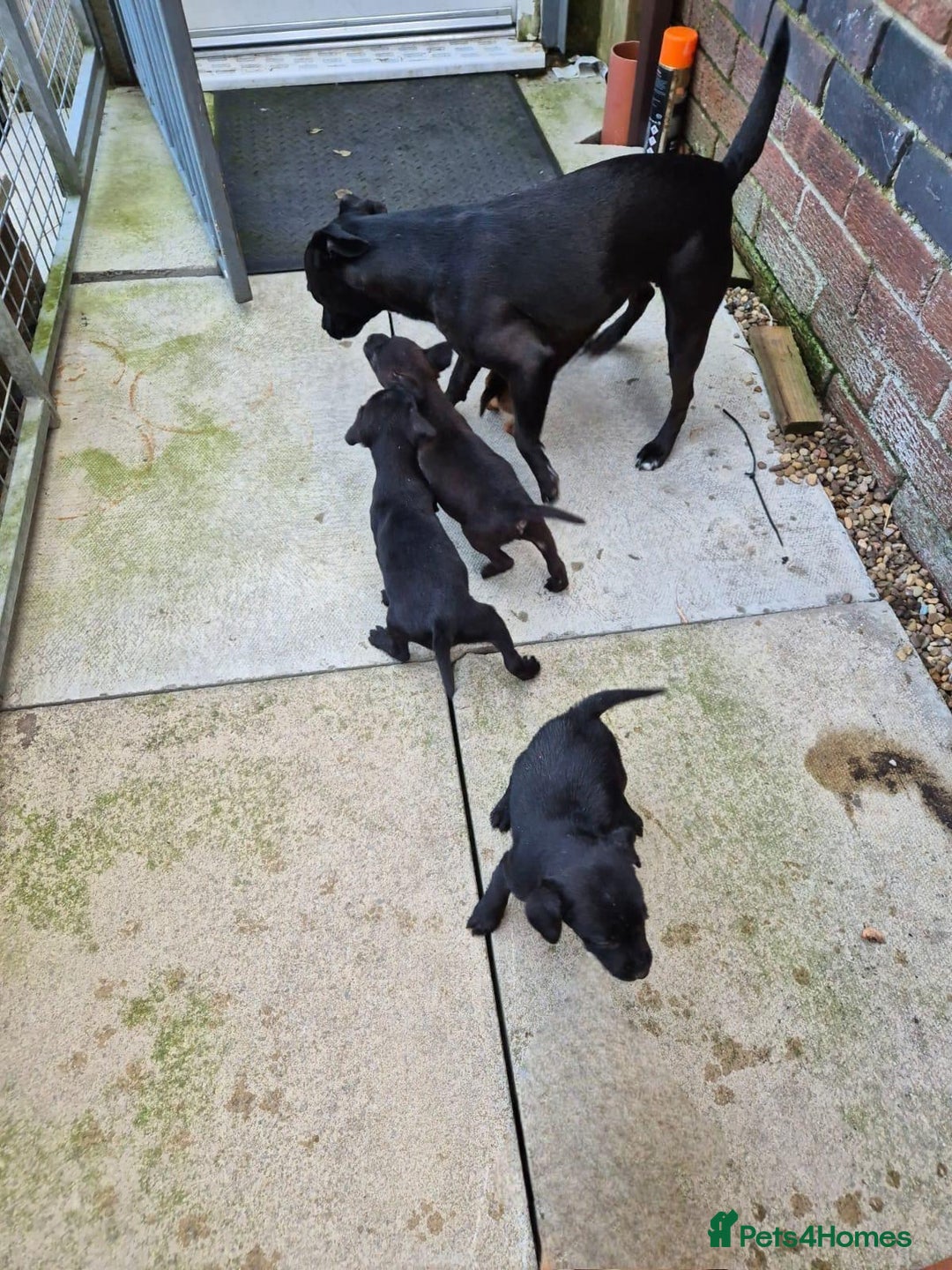 Patterdale Terrier dogs for sale: Patterdale Puppies - Advert 3
