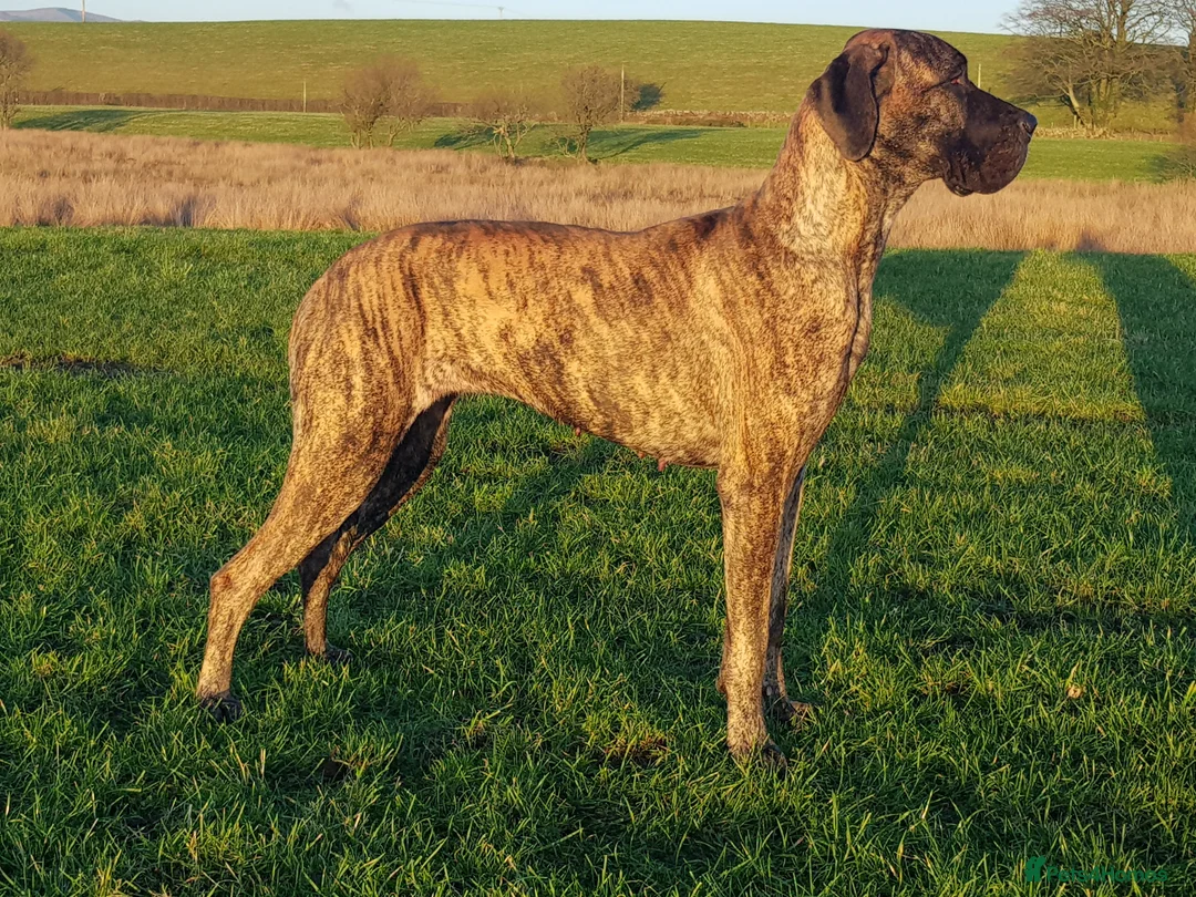 Great Dane dogs for sale: READY,FULLY VACC'D Stunning Brindle Great Dane Pup - Advert 12