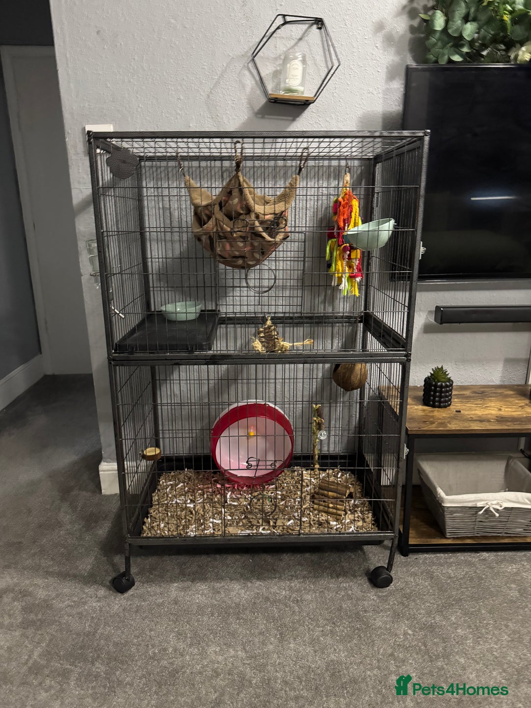 Sugar Glider rodents for sale: Two female sugar gliders with full set up - Image 14