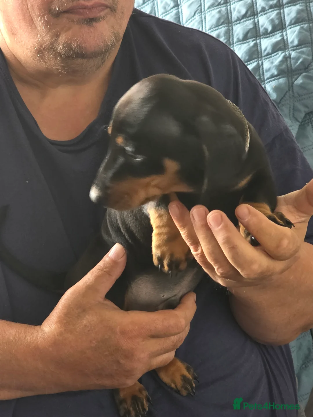 Dachshund dogs for sale: Outstanding Purebred Dachshunds: Health-Tested💎 - Advert 13