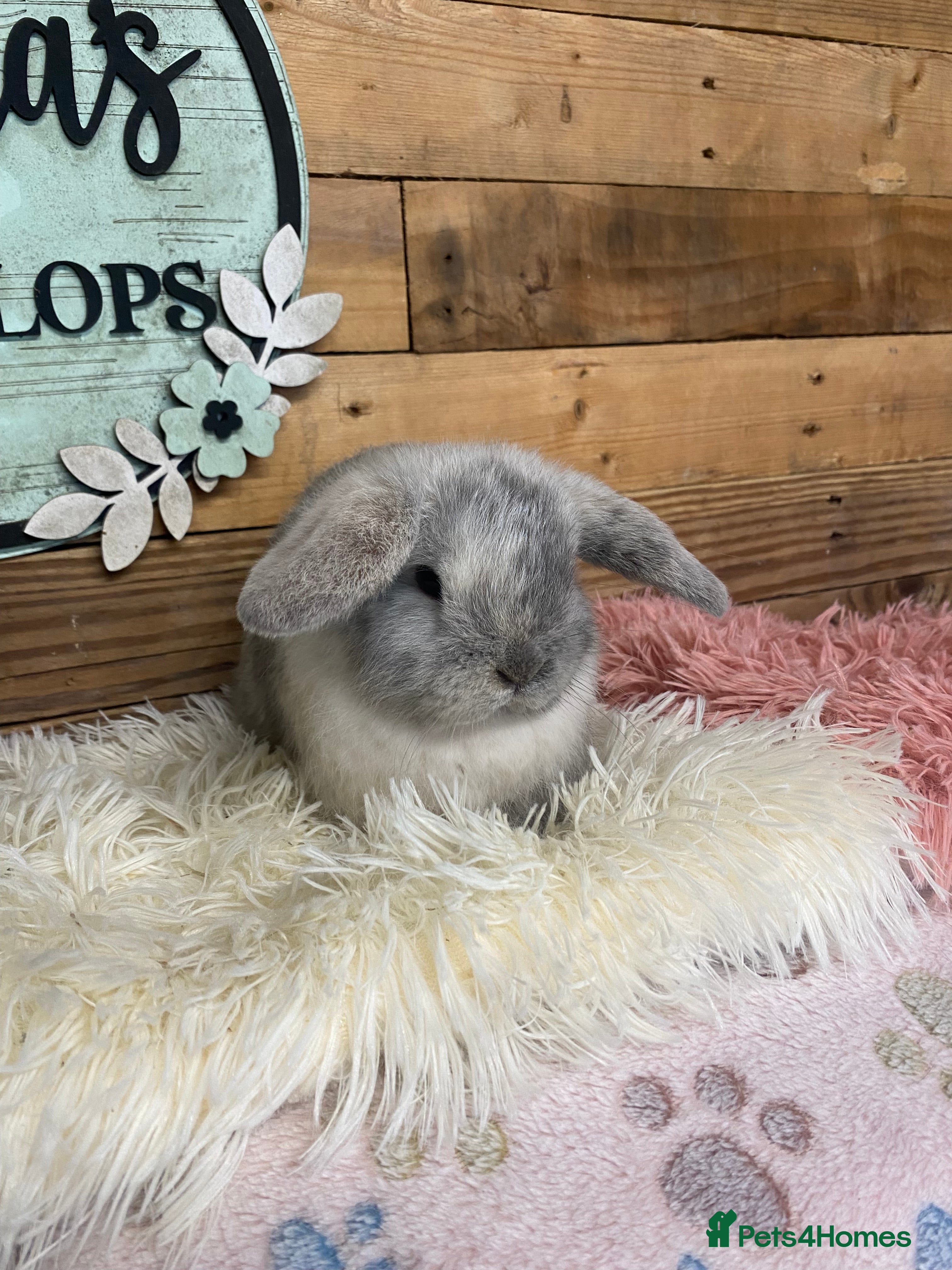 Mini Lop rabbits Purebred Baby Mini Lops - 3 remaining - Advert 16