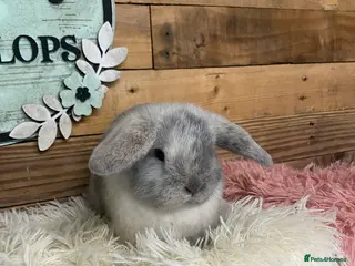 Mini Lop rabbits Purebred Baby Mini Lops - 3 remaining - Advert 16