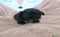 Mixed Breed dogs for sale: Beautiful shihpoo looking for perfect forever home - Image 3