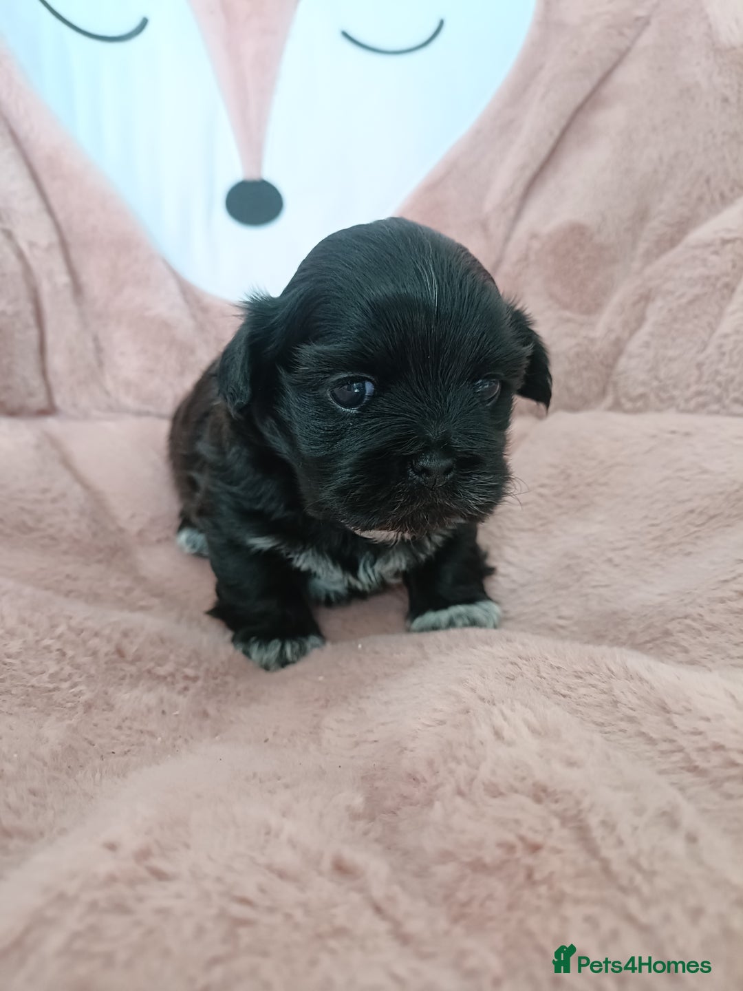 Mixed Breed dogs for sale: Beautiful shihpoo looking for perfect forever home - Image 3