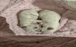 Maltese dogs for sale: Beautiful Maltese puppies for sale - Image 10