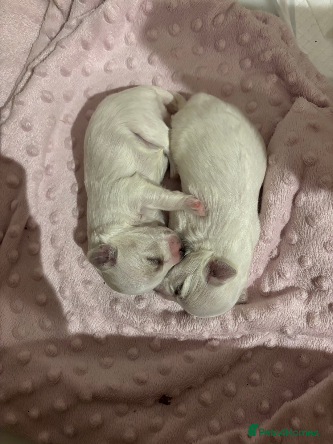 Maltese dogs for sale: Beautiful Maltese puppies for sale - Image 10