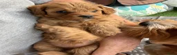 Cavapoo dogs for sale: Cavapoo puppies for sale in Evesham - Advert 4
