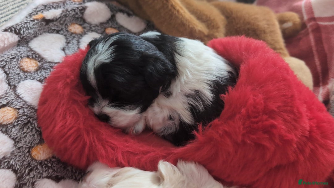 Maltese dogs for sale: 3 boys 1 girl x maltese puppies - Advert 3