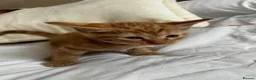 American Shorthair cats for sale: 2 Ginger/Blonde boys , 4 calico girls - Advert 14