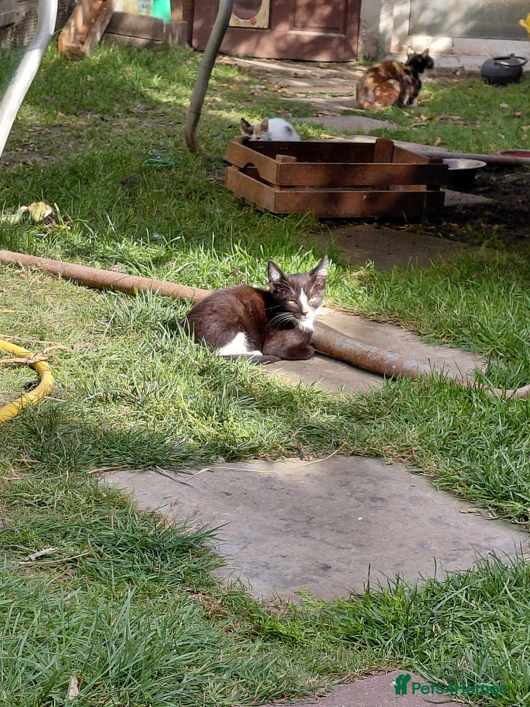 Mixed Breed cats for sale: Gorgeous kittens for sale  - Image 5