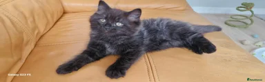 Mixed Breed 1