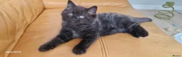 Mixed Breed cats for sale: Ragdoll mix kittens, ready to leave now  - Advert 21