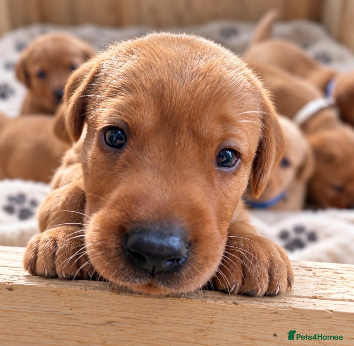 Labrador Retriever dogs KC Registered Fox Red Labrador Puppies  - Advert 1