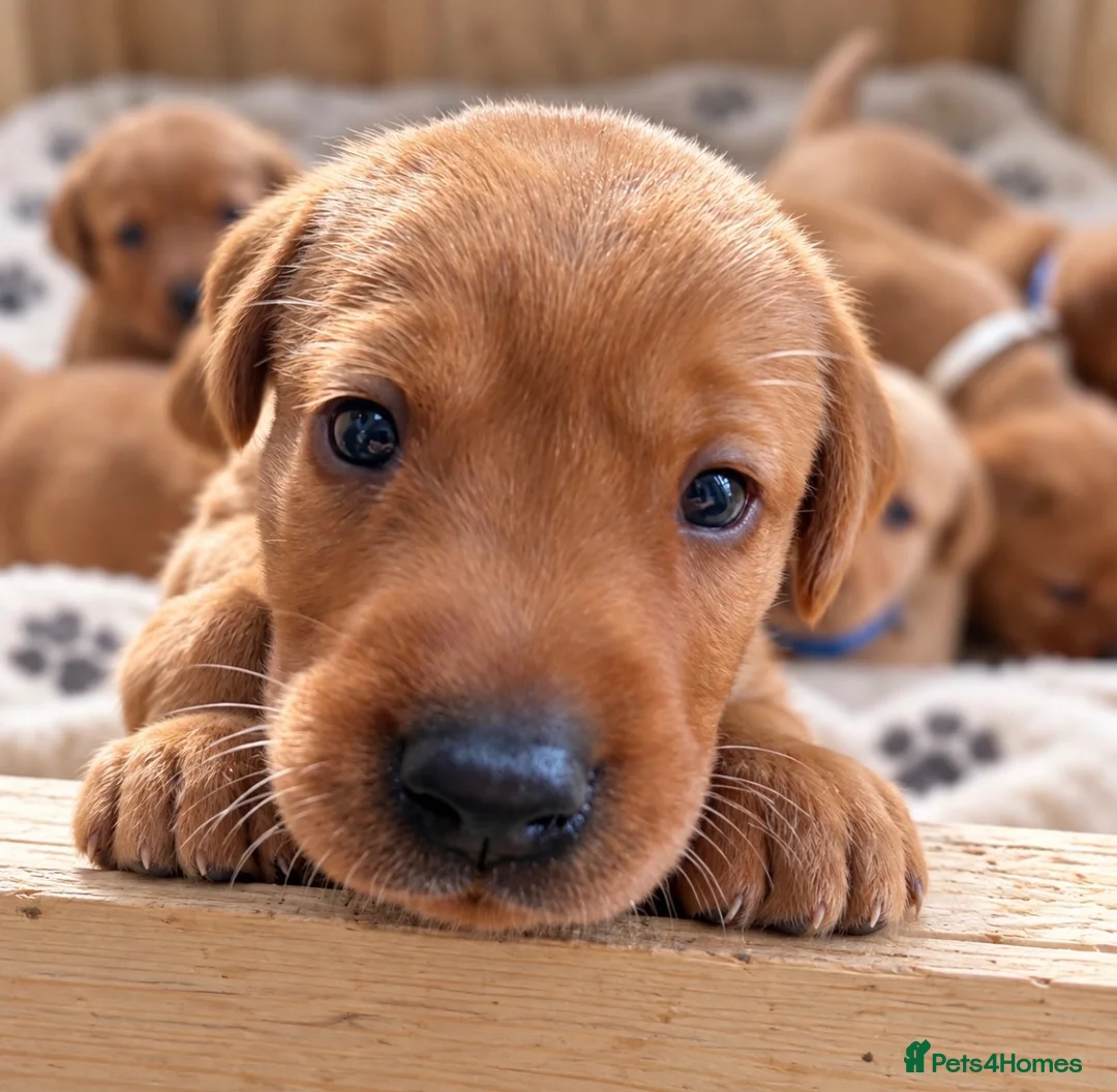Labrador Retriever dogs for sale: KC Registered Fox Red Labrador Puppies  - Advert 1