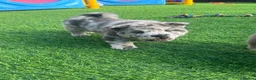 Chow Chow dogs for sale: Stunning exotic colour chowski puppies for sale  - Advert 8