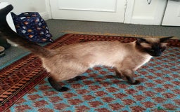 Siamese cats for stud: NOT FOR SALE Male 3/4 Siamese for stud - Image 2