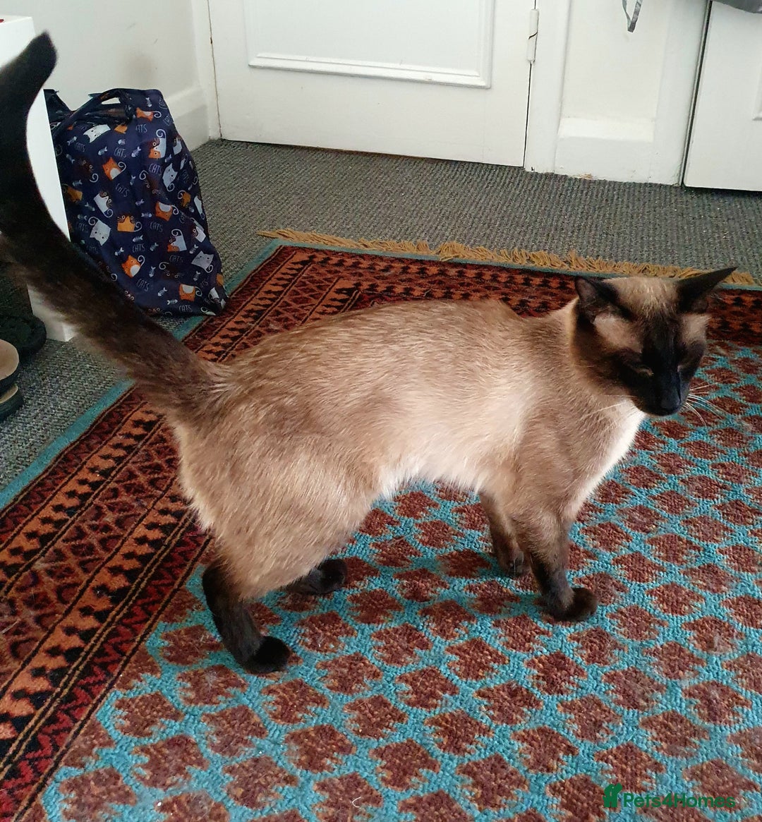 Siamese cats for stud: NOT FOR SALE Male 3/4 Siamese for stud - Image 2