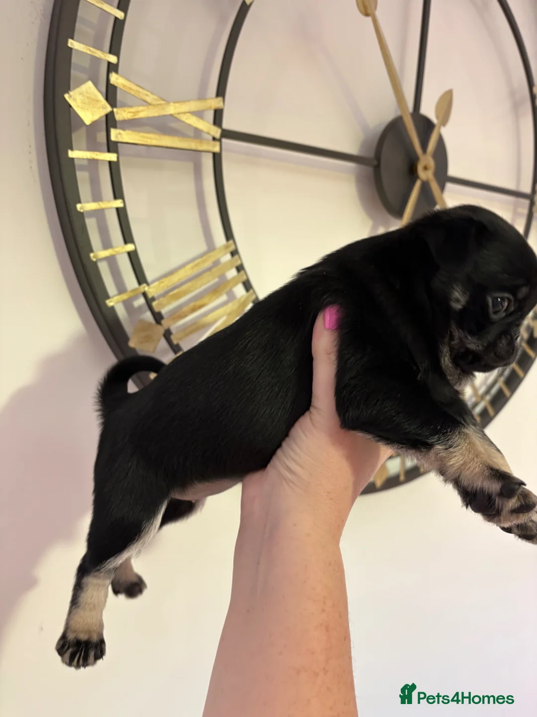 Pug dogs for sale: Beautiful chunk Pedigree Pugs in Cheadle - Advert 2