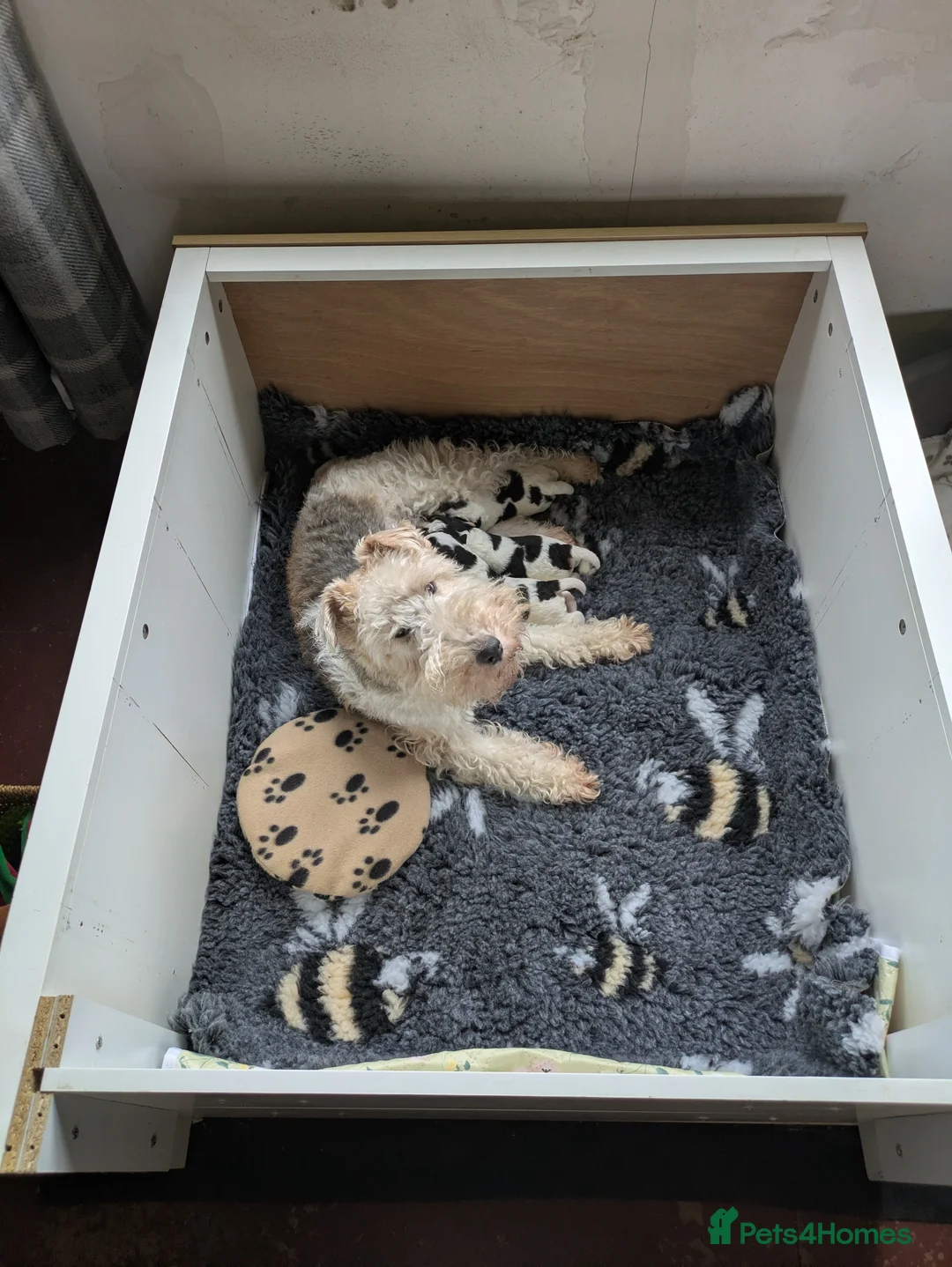 Fox Terrier dogs for sale: Beautiful KC litter of ( 3 boys )  in Wisbech - Advert 28