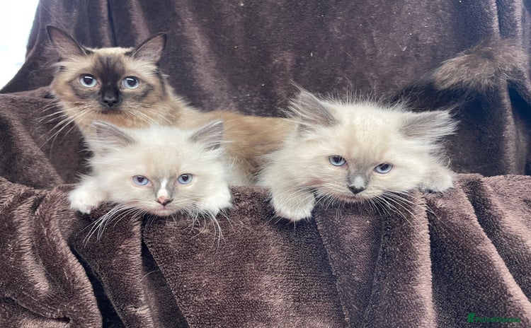 Ragdoll cats - Advert 13
