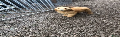 Goldendoodle Puppy 2