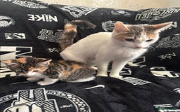 Mixed Breed cats for sale: Tabby/calico  - Image 23