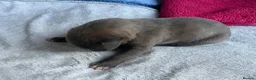 Lurcher dogs for sale: Bedlington/whippet lurcher puppies  - Advert 8
