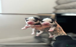 Pomsky dogs for sale: Lilac sired F2 masked Pomsky blue eyes  - Image 11