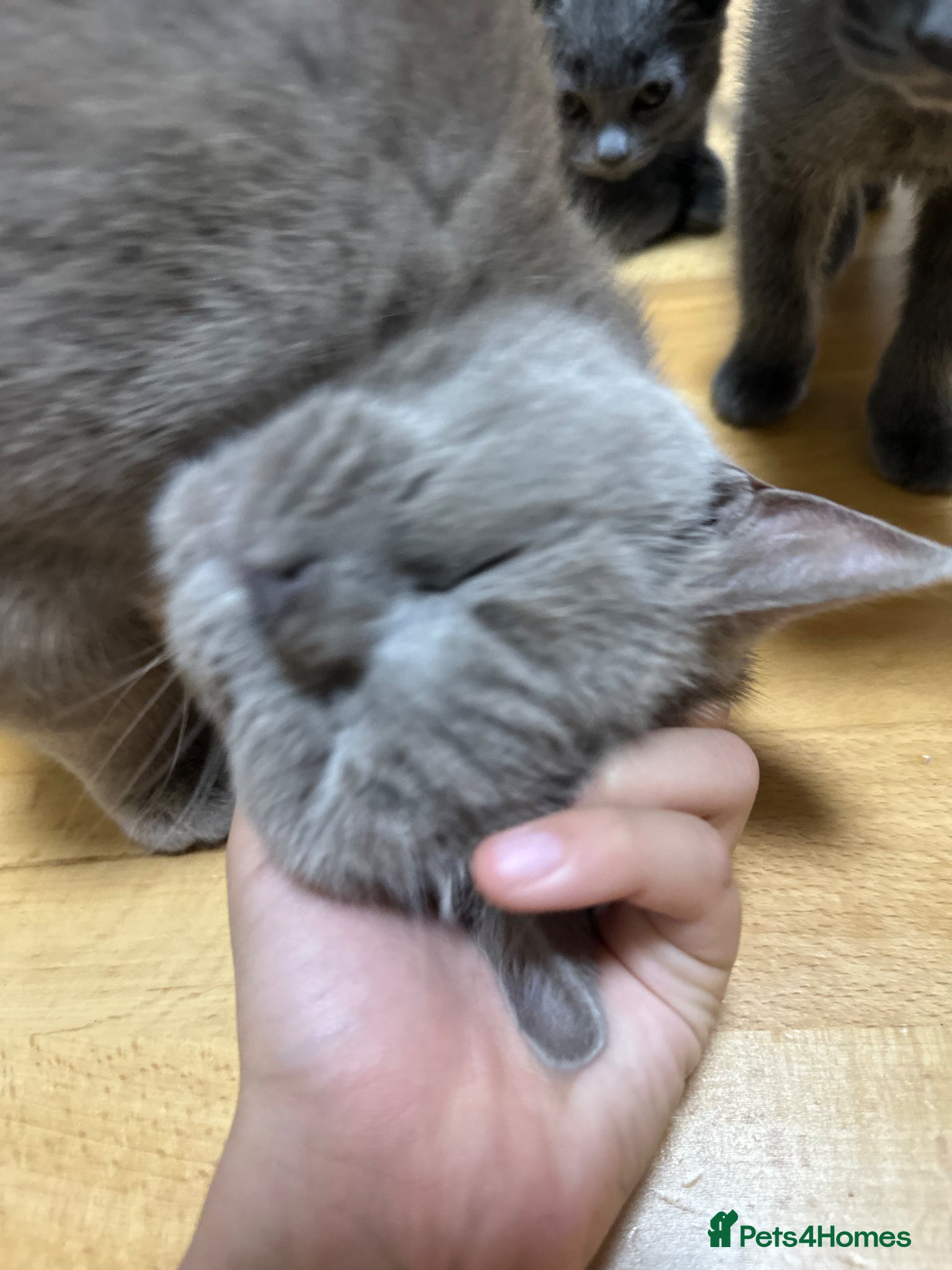 British Shorthair cats for sale: 3beautiful girls ready to find their forever home  - Advert 4
