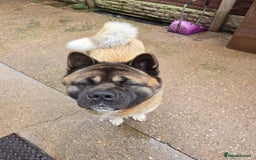 Akita dogs for sale: American akita - Image 5