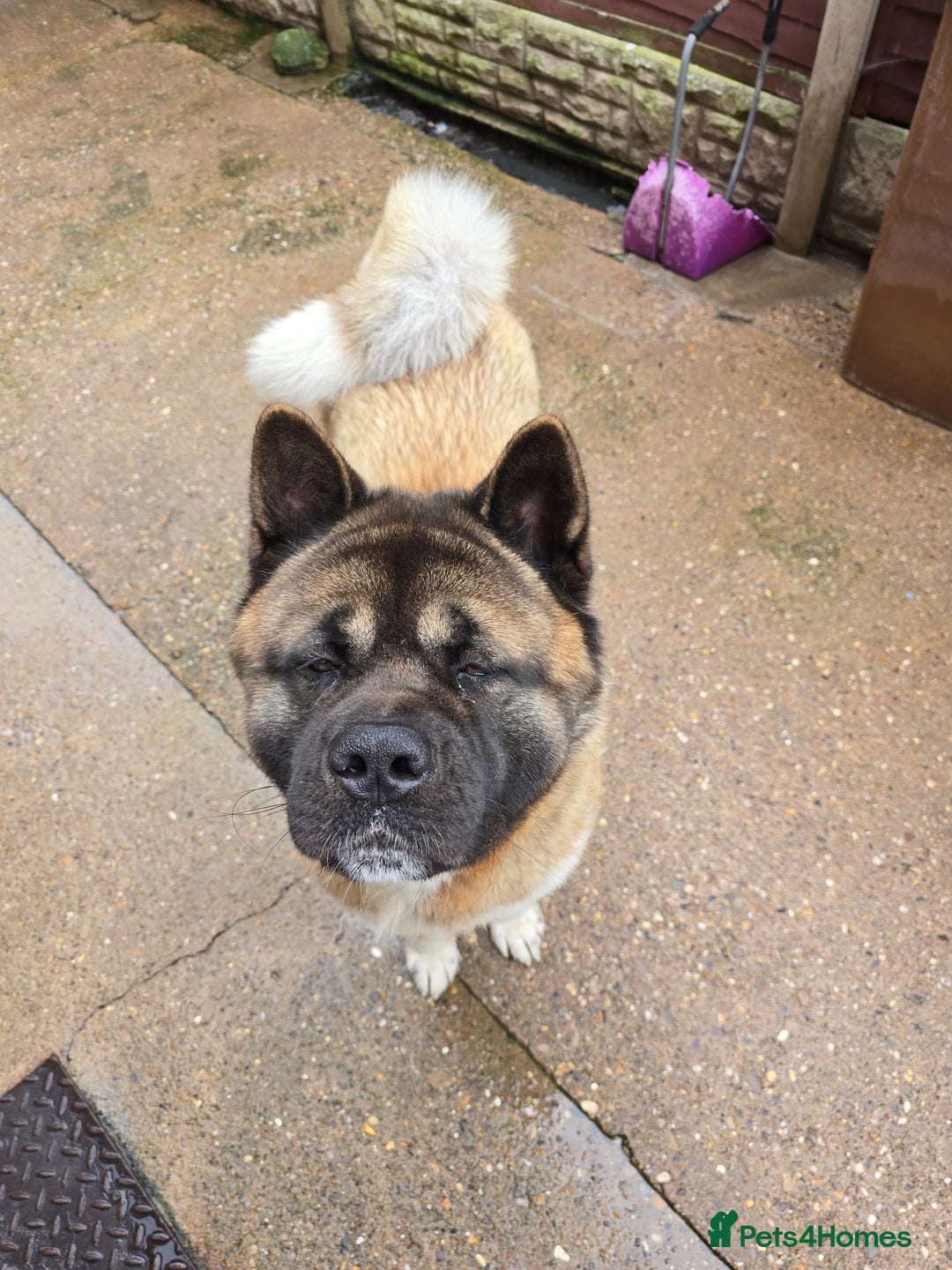 Akita dogs for sale: American akita - Image 5