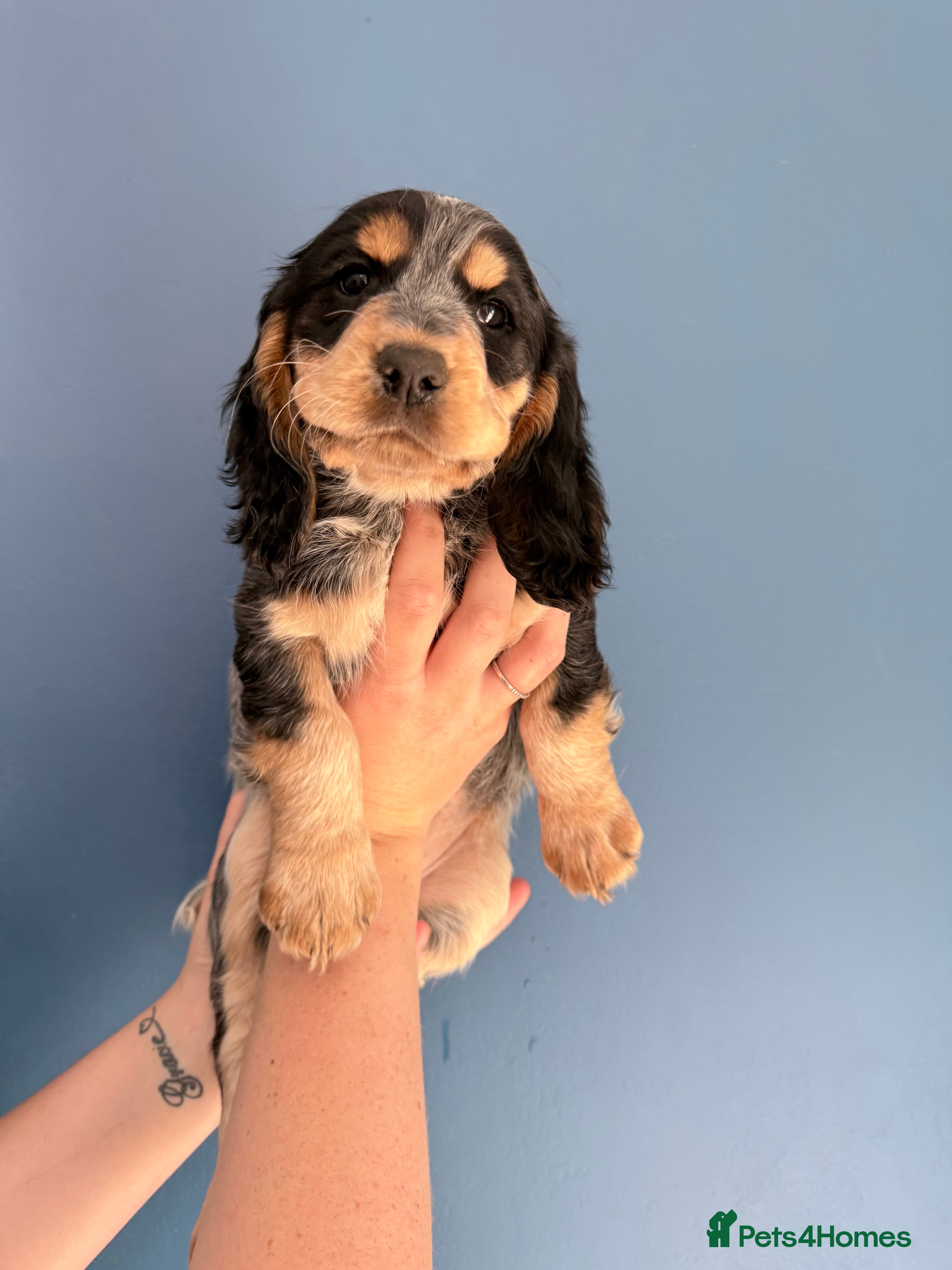Cocker Spaniel dogs Stunning working cocker spaniels  - Advert 2