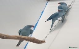 Ringnecks birds for sale: Indian Ringneck Ring neck parakeets  - Image 4